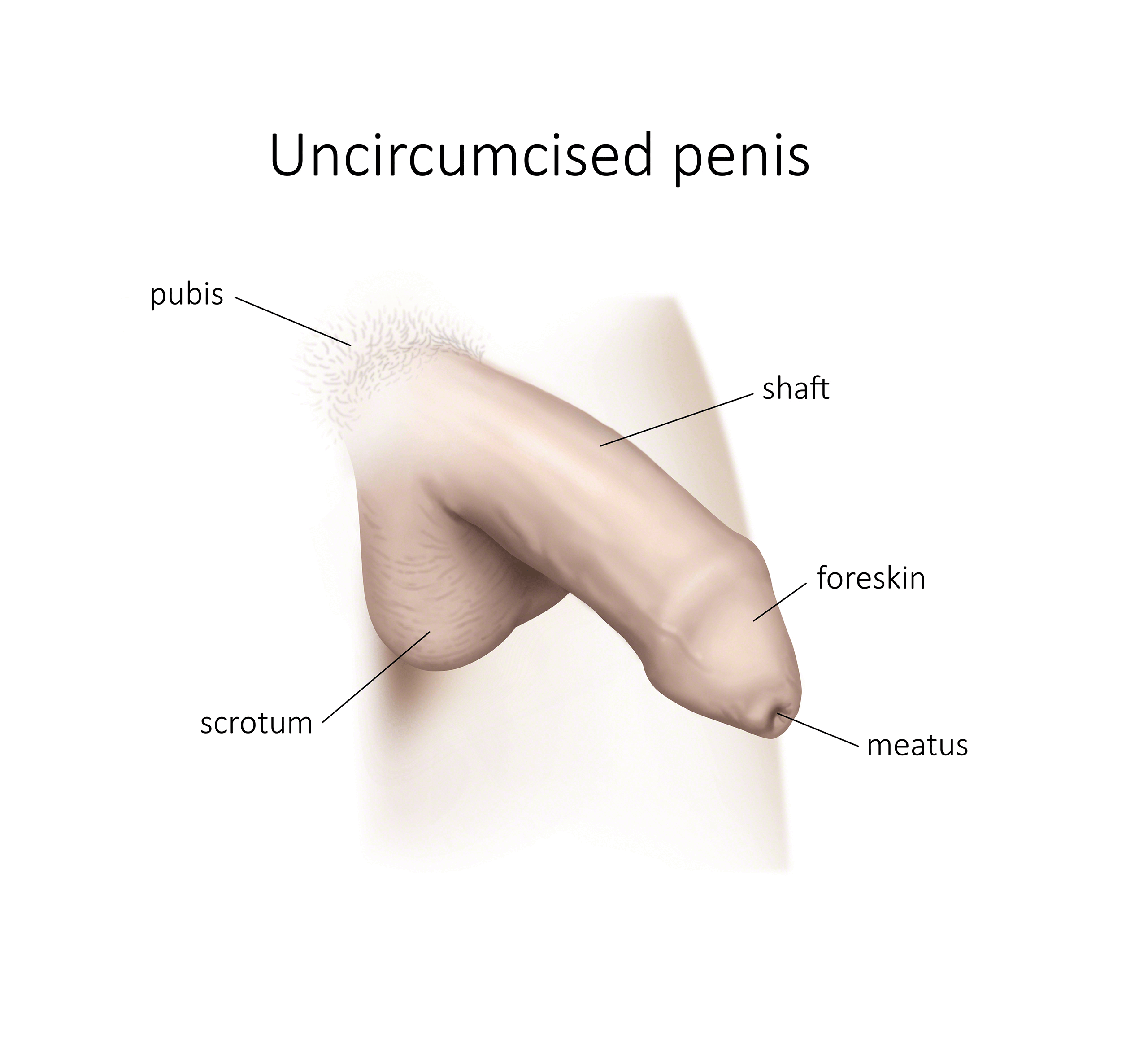 uncircumcised penis