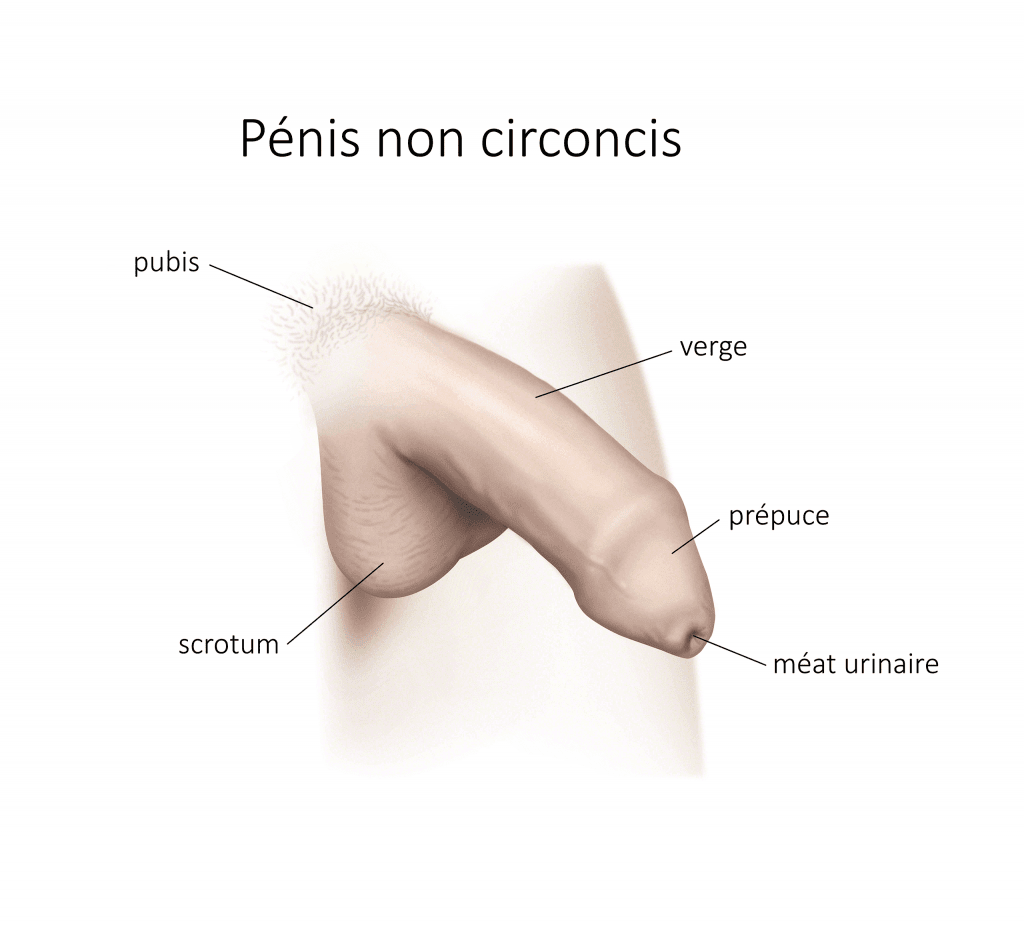 penis non circoncis