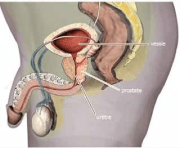 Mythes et réalités au sujet de la prostate