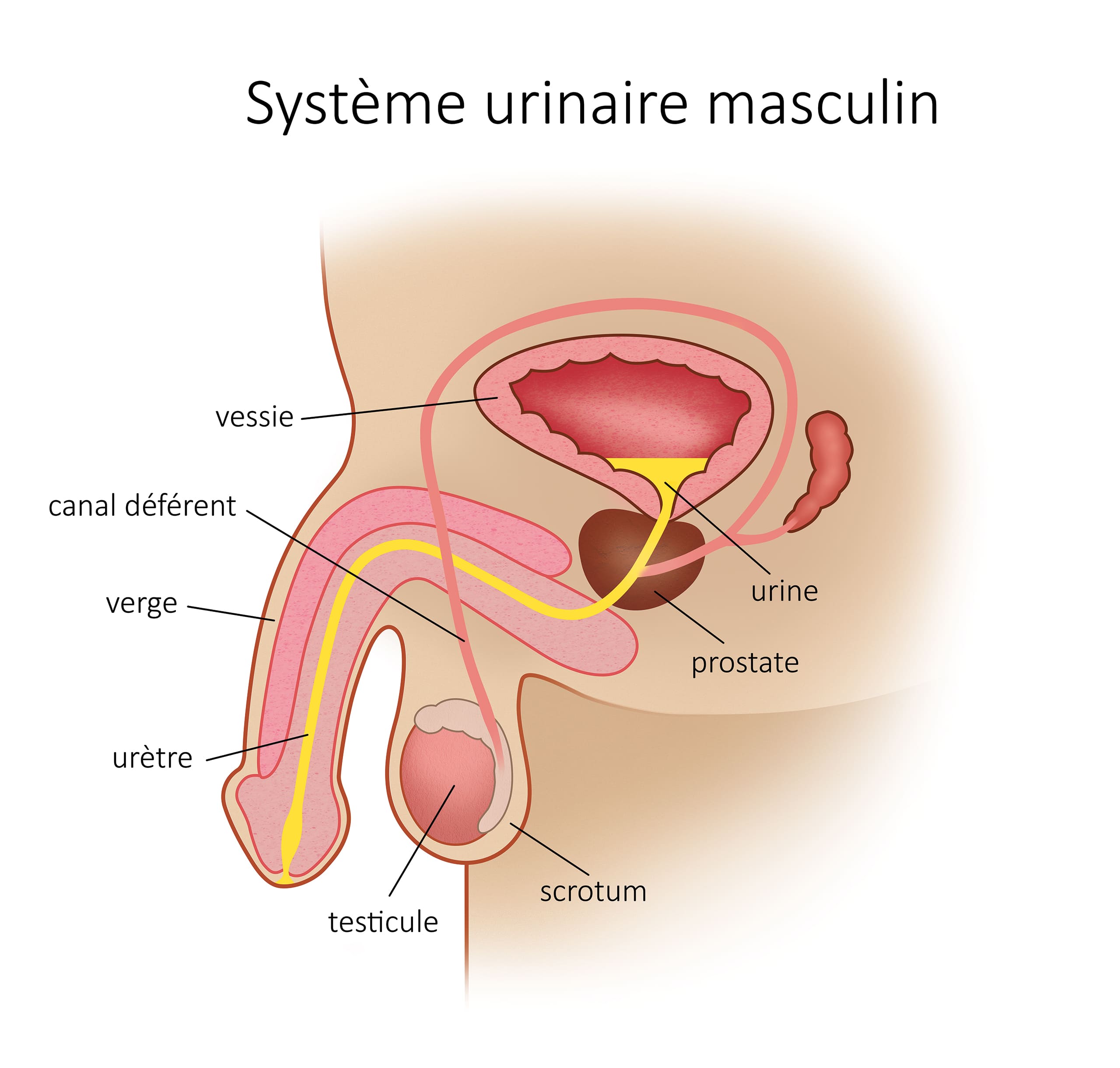 syst-urinaire-maculin