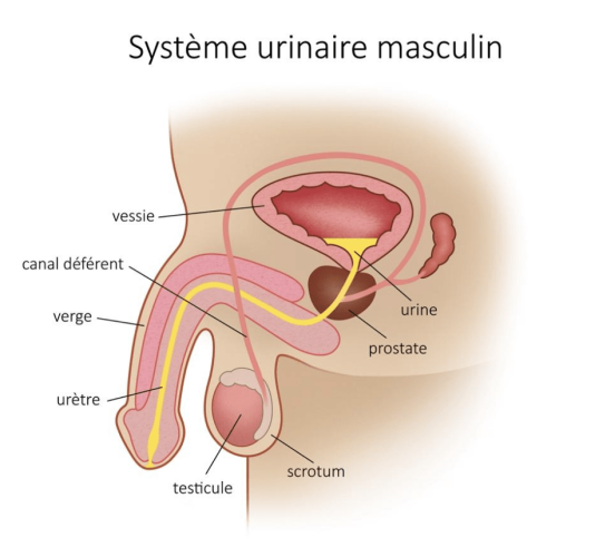 systeme_urinaire_masculin